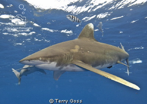 The Pace Quickens - two oceanic whitetips (Carcharhinus l... by Terry Goss 